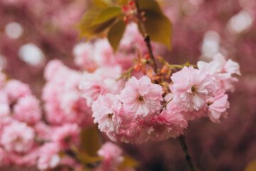 Cherry blossom in spring. Spring background with a branch of blooming sakura. Tenderness. Perfumery concept. Nature banner