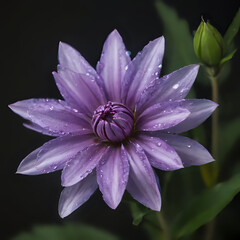 purple flower with water droplets on it in a dark room