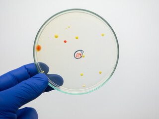Isolated colony of bacteria on a petri dish, a scientist holding the petri dish on a gray...