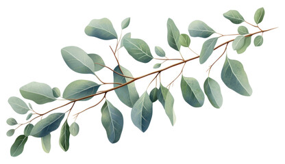 Obraz premium PNG Eucalyptus plant leaf tree.