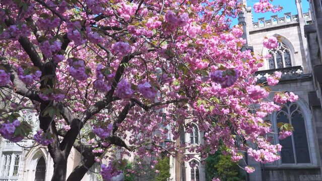 NEW YORK, NEW YORK, USA - APRIL 15, 2024: Kwanzan Cherry blossoms are in bloom at Grace Church in Greenwich Village during spring season in New York City. 