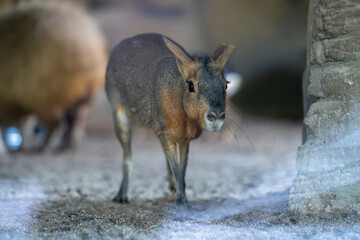 The Patagonian mara (Dolichotis patagonum) is a relatively large rodent in the mara genus...
