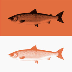salmon fish with halftone concept