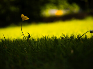 Single yellow buttercup wild flowers on green grass lawn background 