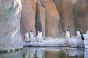 The Humboldt penguin (Spheniscus humboldti) is a medium-sized penguin.