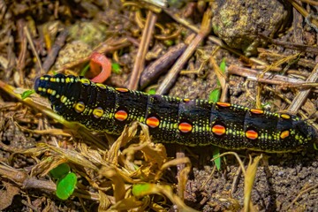 fancy black caterpillar. caught walking on the grass.