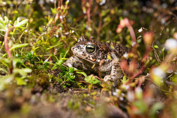 natterjack toad in moss