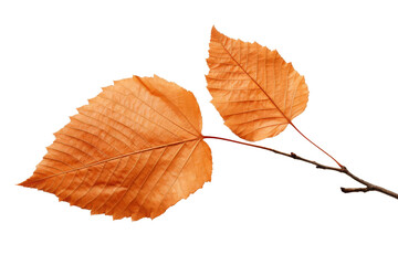 Two orange autumn leaves with a stem