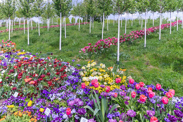 BUGA, Bundesgartenschau 2023 in der Universitaetsstadt Mannheim in der Kurpfalz in...