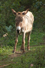 Brown donkey livestock animal standing in grass field 1