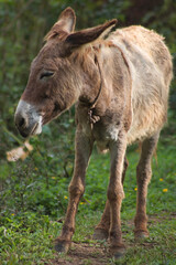Brown donkey livestock animal standing in grass field 2