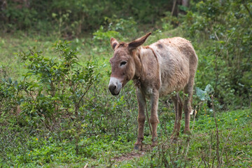 Brown donkey livestock animal standing in grass field 4