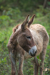 Brown donkey livestock animal standing in grass field 5