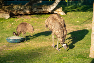 The emu (Dromaius novaehollandiae) is a species of flightless bird endemic to Australia, where it is the largest native bird.