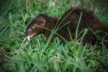 mongoose in the grass