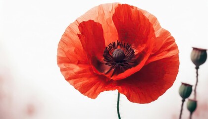 Red poppy flower isolated on white background