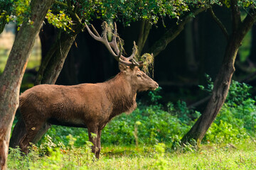 red deer with grass in antlers