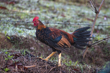 Colorful rooster chicken animal standing on grass ground 1