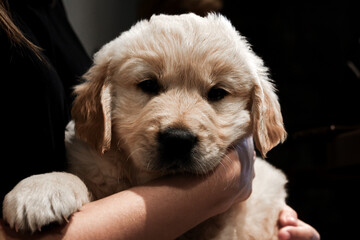 Puppy Eyes: Capturing the Soulful Gaze of a Young Golden Retriever