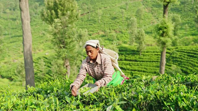 Women pick fresh tea leaves in highland plantation. Female workers gather top quality leaves for authentic tea production in Sri Lanka. Traditional methods meet modern farming on hillside fields.
