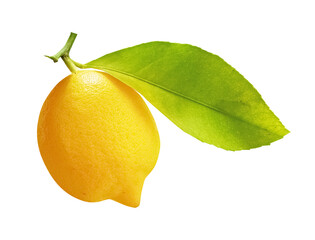 Single Ripe Lemon