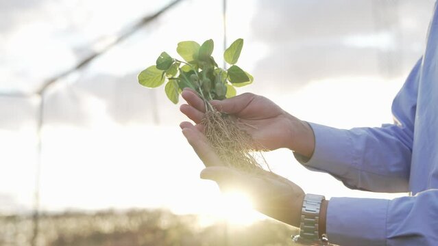 soybean seedlings being grown in an orchard