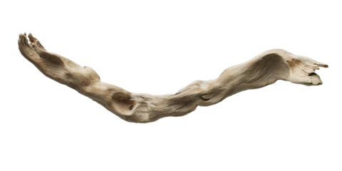 isolated piece of branch on transparent background