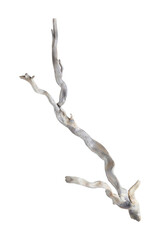 isolated piece of branch on transparent background