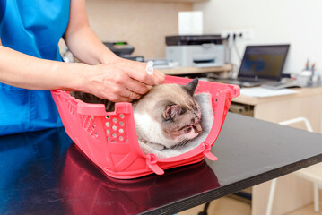 A veterinarian administers a vaccination to a cat in a veterinary office.