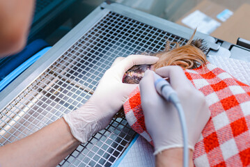 A veterinarian cleans the teeth of a small puppy Yorkshire Terrier in a veterinary hospital. Oral...