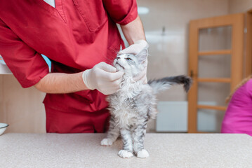 Young kitten Siberian Maine Coon purebred cat examined by a veterinarian in a veterinary animal hospital.