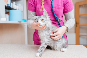A purebred kitten is being stethoscoped by a female veterinarian in an animal hospital.