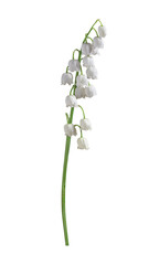 lily of the valley on transparent background