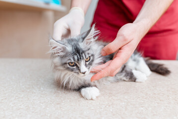 Young kitten Siberian Maine Coon cat examined by a veterinarian, veterinary animal hospital.
