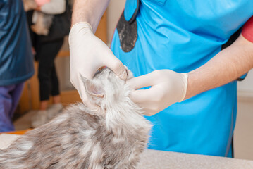 The purebred kitten is examined by a veterinarian, the teeth are checked in a veterinary clinic.