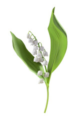 lily of the valley with green leaves on transparent background