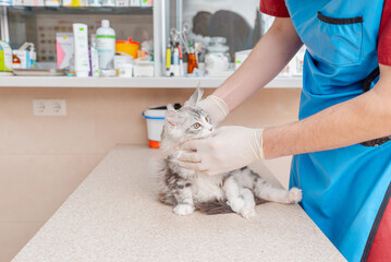 Young kitten Siberian Maine Coon purebred cat examined by a veterinarian in a veterinary animal hospital.