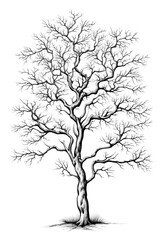 Obraz premium PNG A minimal tree sketch drawing plant.