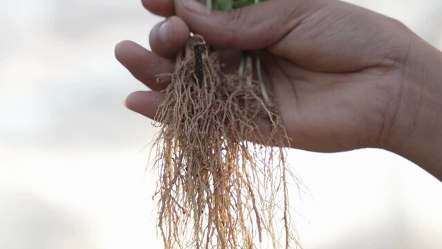 soybean seedlings being grown in an orchard