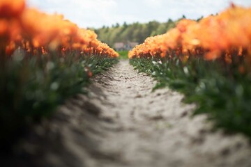 tulipany  © Sieku Photo