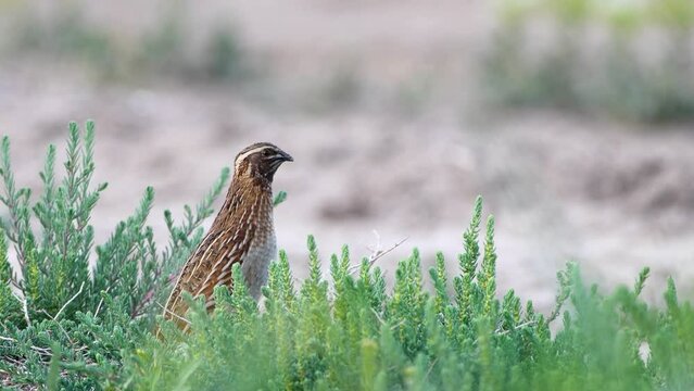 Male Wild Common Quail (Coturnix Coturnix) calling 