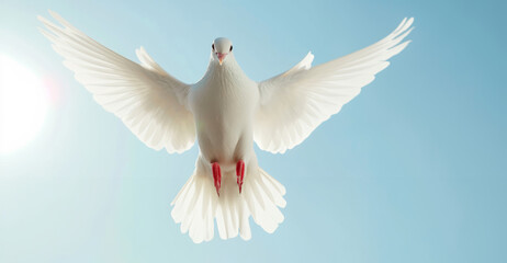 Fototapeta premium A free flying white dove