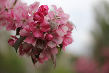 spring apple flowers