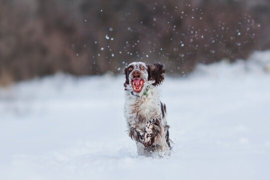 english springer spaniel portrait in the winter . dog outdoors in the snow	
