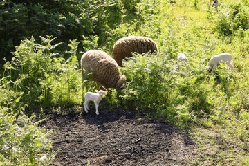 ovelhas, cordeiro, animais da quinta, 