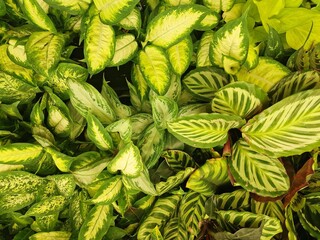 green leaves of exotic plants as background