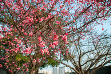 pink flowers in the garden