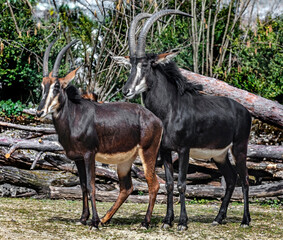 Sable antelopes couple. Latin name - Hippotragus niger	