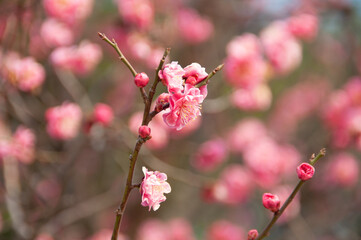 pink flowers in the garden