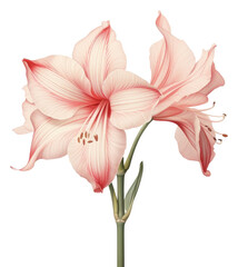 PNG Botanical illustration amaryllis flower blossom plant.